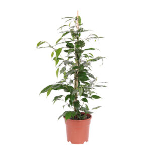 Ficus 'Danita' P 17 cm