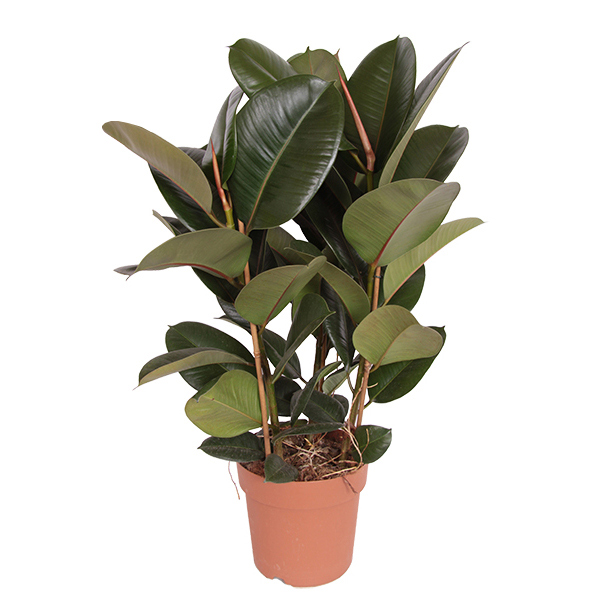 Ficus Robusta (Rubberplant) - P 24 cm 1 Ficus Robusta (Rubberplant) - P 24 cm