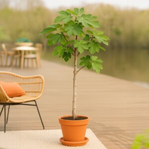 Ficus Carica - Grote Vijgenboom - P28