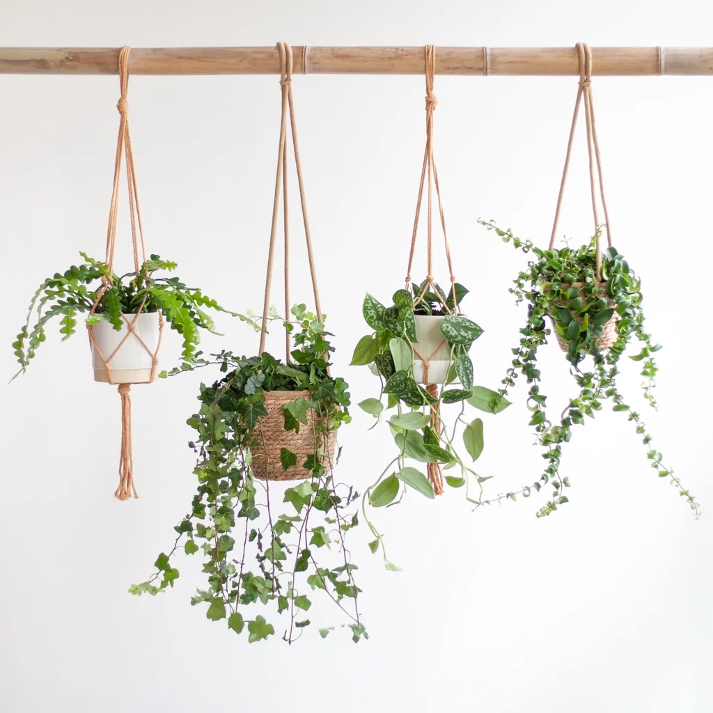 Hangplantenbox - 4 stuks 1 Hangplantenbox - 4 stuks