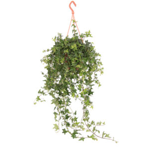 Hedera Helix Jacobine - P 19 cm