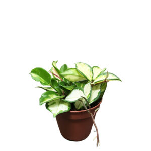 Hoya Carnosa 'Tricolor' P 12 cm