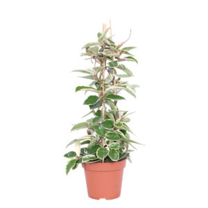 Hoya Carnosa 'Krimson Queen' - P 17 cm