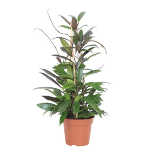 Hoya Pubicalyx - P 17 cm