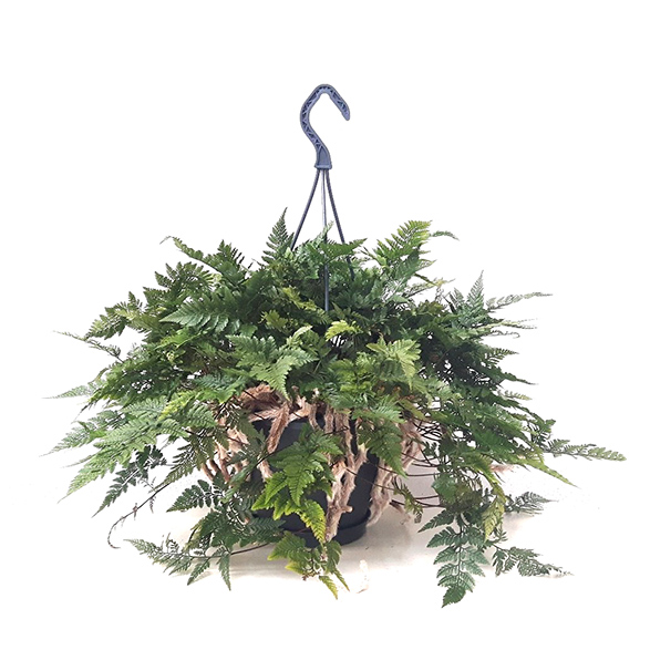 Humata Tyermannii (Hazenpootvaren) P 20 cm 1 Humata Tyermannii (Hazenpootvaren) P 20 cm