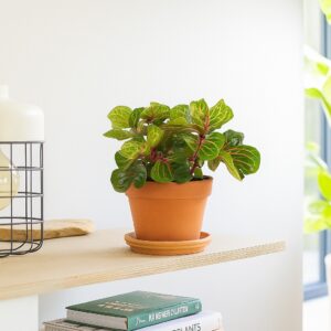 Iresine herbstii (biefstukplant) - P12