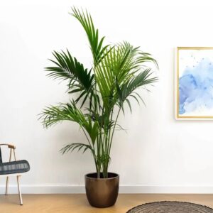 plantje.nl Kentiapalm, Howea Forsteriana, Groen