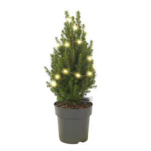 Klein kerstboompje met verlichting - P 15 cm