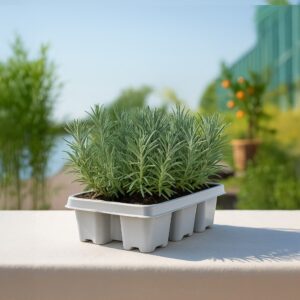 Lavendel 6-pack bundel - Lavandula - P6