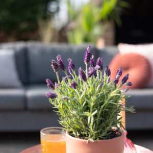 Lavandula Stoechas Anouk - Kuiflavendel - P15