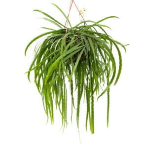 Lepismium Bolivianum - P 21 cm