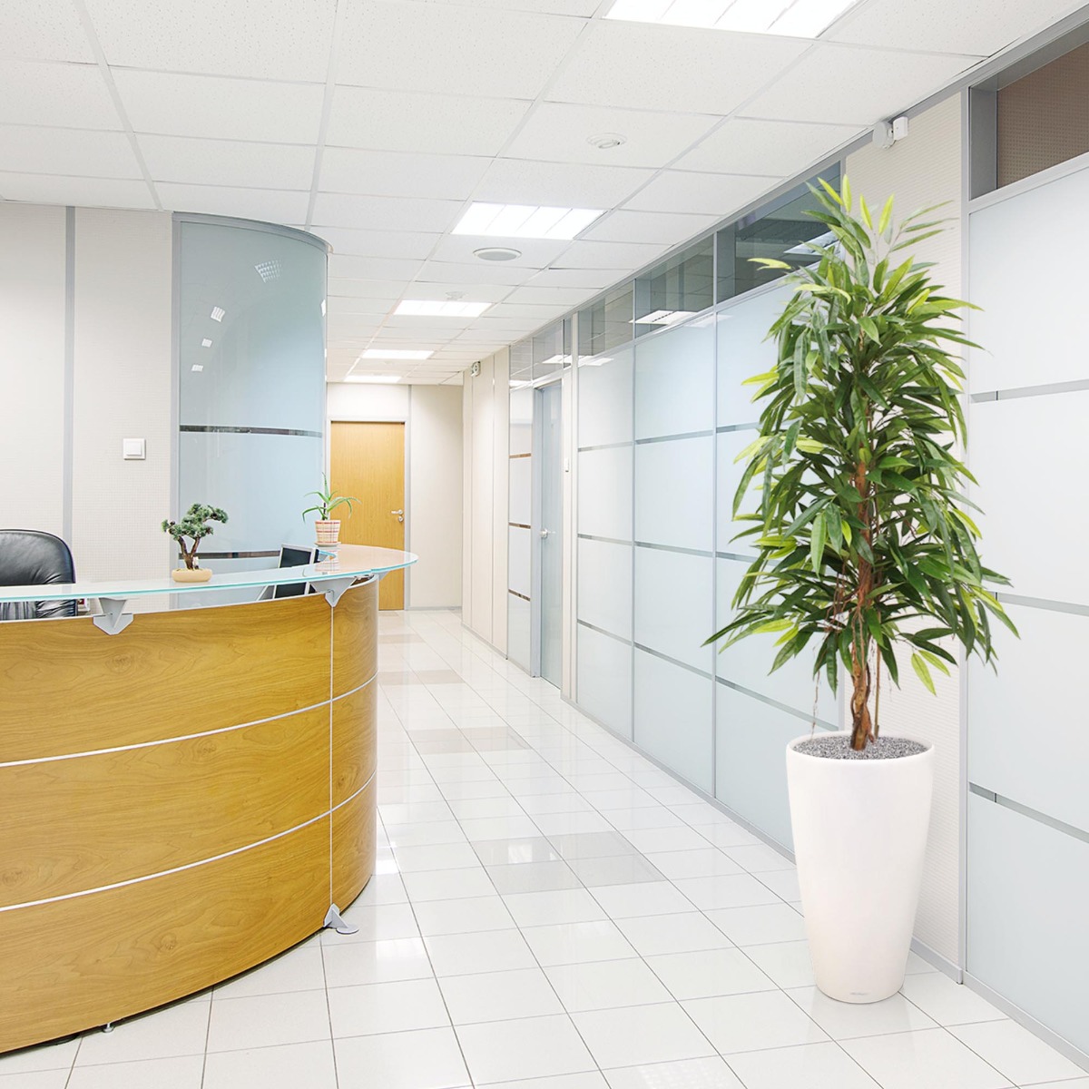 Longifolia Royal kunstboom 150cm 1 Longifolia Royal kunstboom 150cm