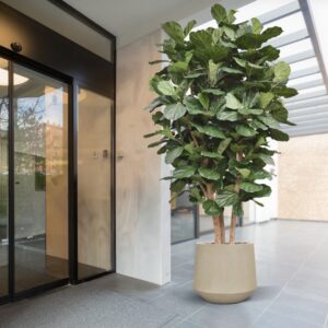 Lyrata Kolom Giant Kunstboom Deluxe 300cm