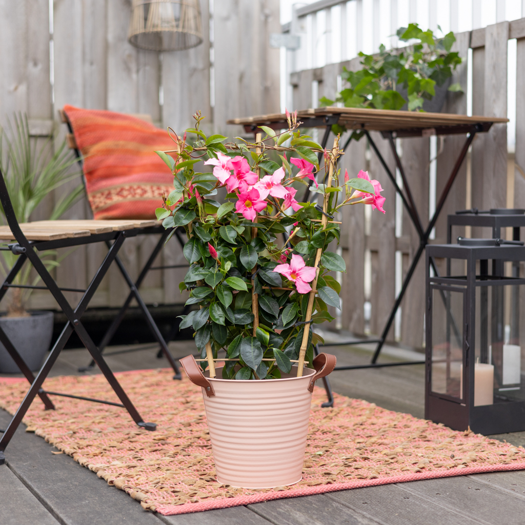 Mandevilla Sundaville - Dipladenia - Roze - P17 1 Mandevilla Sundaville - Dipladenia - Roze - P17