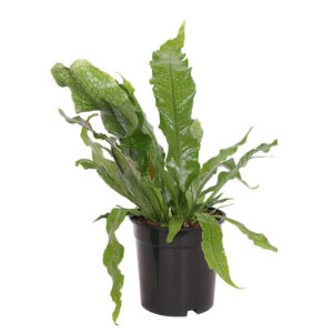 Krokodillenvaren (Microsorum Crocodyllus) P 17 cm