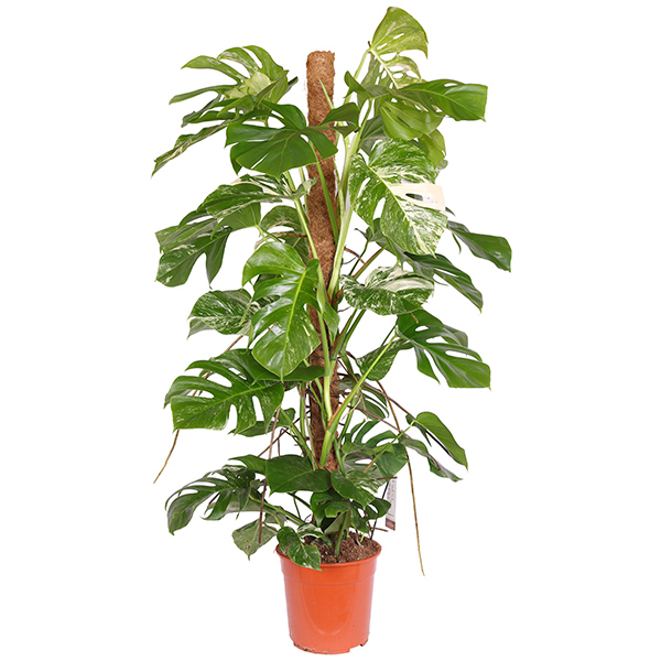 Monstera Bont 'Variegata' P 27 cm 1 Monstera Bont 'Variegata' P 27 cm