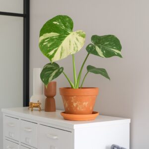 Monstera Thai Constellation - P 15 cm