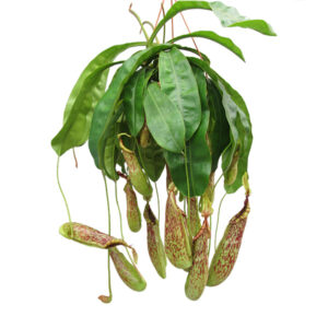 Nepenthes Mojito (Bekerplant) - P 21 cm