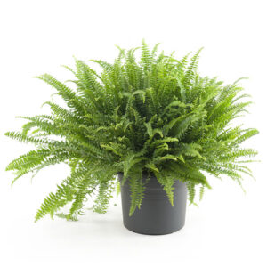 Krulvaren Groot (Nephrolepis Boston) - P 26 cm