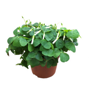 Oxalis Triangularis geluksklaver (groen) - P 12 cm