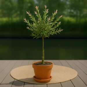 Salix Flamingo - Bonte wilg (op stam) - P17