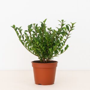 Ilex crenata Jenny - P10