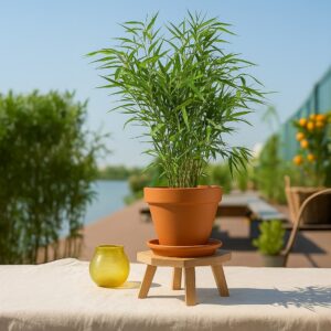 Fargesia One Boo - Bamboe plant - P11