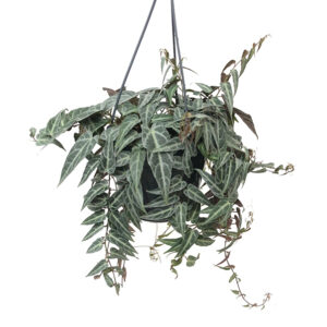 Parthenocissus Amazonica (Hangplant) - P 15 cm