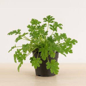 Pelargonium Graveolens - Anti-muggenplant - P11