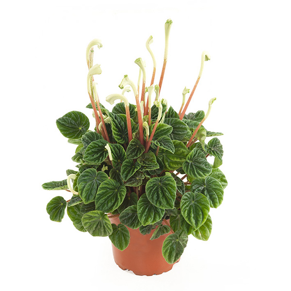 Peperomia Caperata lilian (Rattenstaartje) - P 12 cm 1 Peperomia Caperata lilian (Rattenstaartje) - P 12 cm
