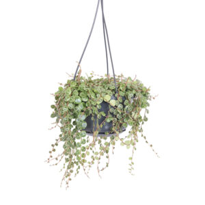 Peperomia Prostrata (hangplant) - P 14 cm