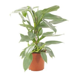 Philodendron Hastatum (Silver Sword) P 17 cm