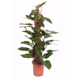 Philodendron 'Red Emerald' P 24 cm
