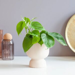 plantje.nl Hangplanten,Philodendron,Makkelijke kamerplanten,Kleine planten,Groene Kamerplanten,Woonkamer,Kamerplanten,Alle soorten Philodendron