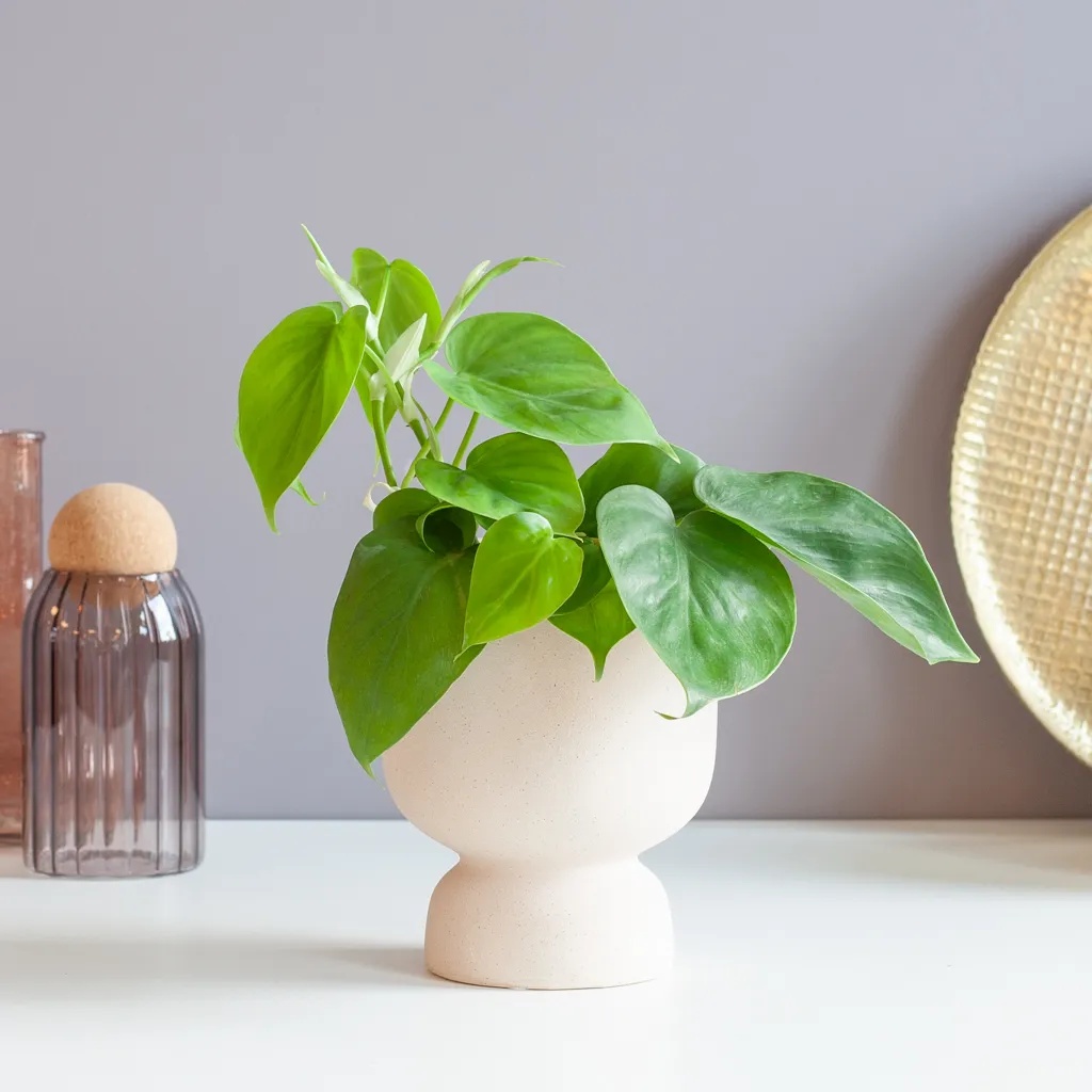 plantje.nl Hangplanten,Philodendron,Makkelijke kamerplanten,Kleine planten,Groene Kamerplanten,Woonkamer,Kamerplanten,Alle soorten Philodendron 1 plantje.nl Hangplanten,Philodendron,Makkelijke kamerplanten,Kleine planten,Groene Kamerplanten,Woonkamer,Kamerplanten,Alle soorten Philodendron