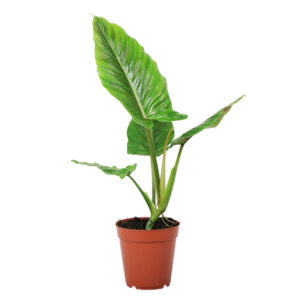 Philodendron Subhastatum - P 15 cm