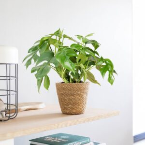 Rhaphidophora Tetrasperma - Philodendron Minima - P12