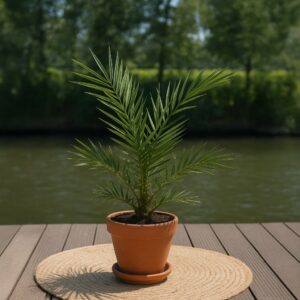 Phoenix Canariensis - Canarische dadelpalm - P15