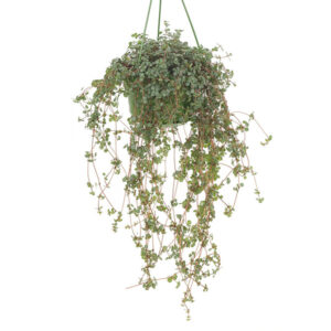 Pilea Glaucophylla (Hangplant) - P 15 cm