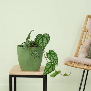 Piper Sylvaticum - P15