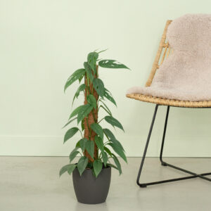 Epipremnum Pinnatum Cebu Blue - P17