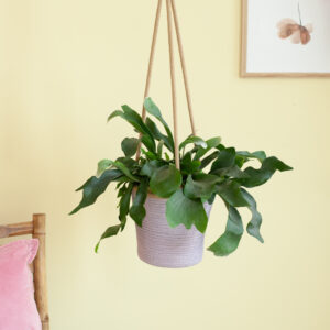 Platycerium Bifurcatum - Hertshoornvaren - P17