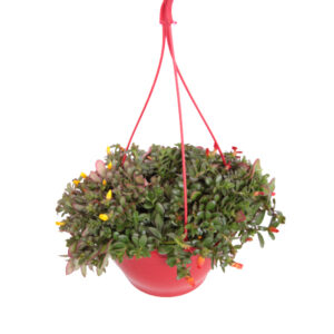 Portulaca Carnaval - P 25 cm