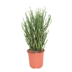 Potloodplant (Euphorbia Tirucalli) P 17 cm