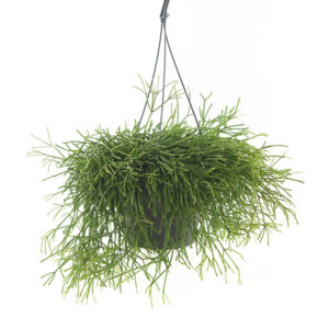 Rhipsalis Cassutha (Rotskoraal) - P 17 cm