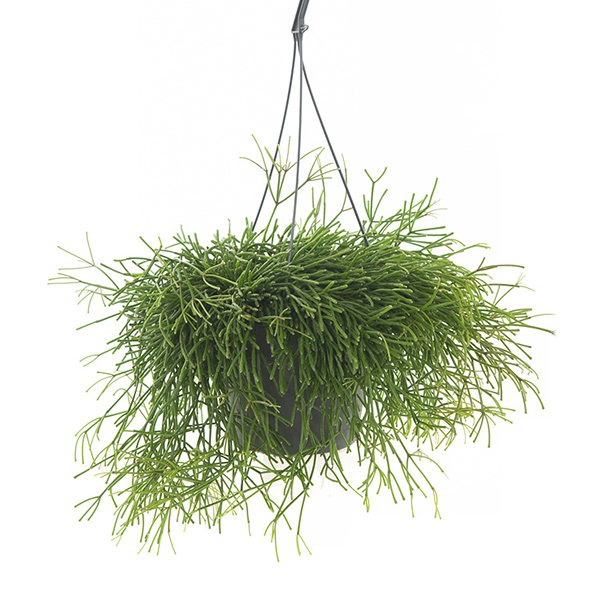 Rhipsalis Cassutha (Rotskoraal) - P 17 cm 1 Rhipsalis Cassutha (Rotskoraal) - P 17 cm