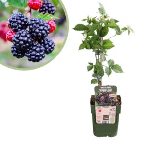 Rubus Navaho Summerlong - Bramenstruik - P13