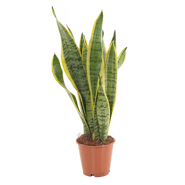 Sansevieria Trifasciata Laurentii (Vrouwentong) P 14 cm 1 Sansevieria Trifasciata Laurentii (Vrouwentong) P 14 cm
