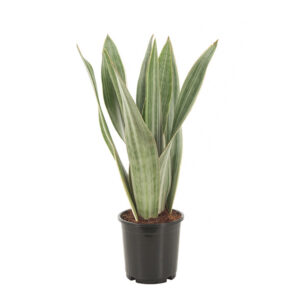 Sansevieria Metallica - Witte Vrouwentong - P14