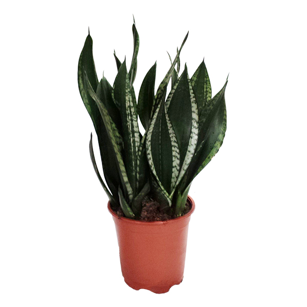 Sansevieria Silver Flame (Vrouwentong Trifasciata) - P 21 cm 1 Sansevieria Silver Flame (Vrouwentong Trifasciata) - P 21 cm